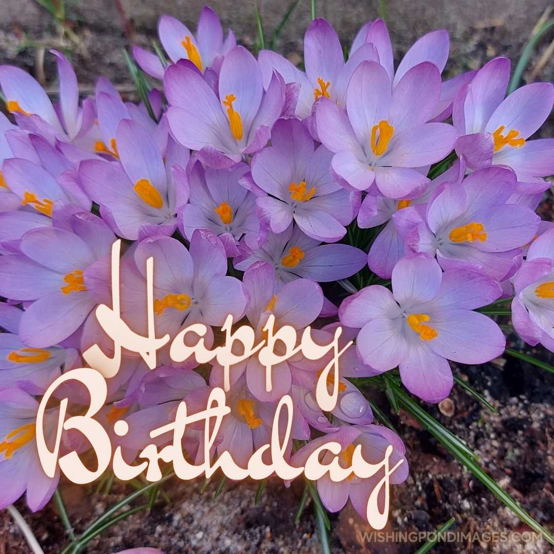 Beautiful picture of Crocus Vernus flower. Happy Birthday Purple Flower Images